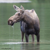 Female Moose in Glacier National Park