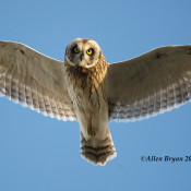 Short-eared Owl from Freezout WMA