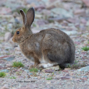 Snowshoe Hare from northwestern Montana