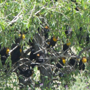 Yellow-headed Blackbirds near Freezout WMA