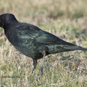 Brewer's Blackbird- male