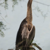 Anhinga in Brownsville, Texas