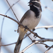 Black-throated Sparrow in n.w. Hidalgo County, Texas