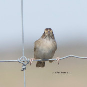 Cassin's Sparrow in n.w. Hidalgo County, Texas