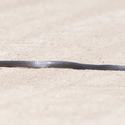 Texas Indigo Snake on Old Port Isabel Road, Texas