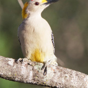 Golden-fronted Woodpecker at Salineno feeding station, Texas