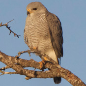 Gray Hawk at Bentsen-Rio Grande State Park, Texas