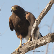 Harris's Hawk in n.w. Hildalgo County, Texas
