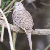 Inca Dove at Santa Ana NWR, Texas