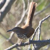 Long-billed Thrasher from Hawk Watch Tower at Bentsen-Trio Grande Valley State Park, Texas
