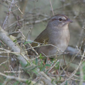 Olive Sparrow from Rasaca de la Palma State Park, Texas
