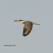 Ringed Kingfisher @ Rio Grande River, Salineno, Texas