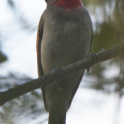 Rose-throated Becard at Estero Llano Grande State Park, Texas