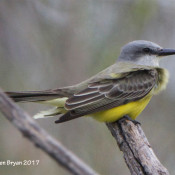 Tropical Kingbird at Estero Llano Grande State Park, Texas