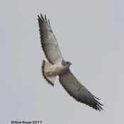 White-tailed Hawk from near Sabal Palm Sanctuary, Texas