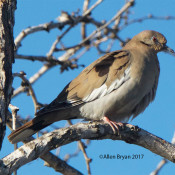 White-winged Dove at Salineno, Texas