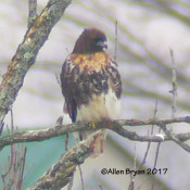 Red-tailed Hawk- albieticola, in Lousia County, Va.