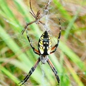 Black & Yellow Garden Spider (Argiope aurantia) @ Cranesville Swamp