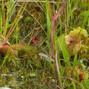 Northern Pitcher Plant (Sarracenia purpurea) @ Cranesville Swamp
