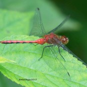Sympetrum species, probable Ruby Meadowhawk(?) from Alleghany County, MD