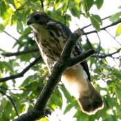 Broad-winged Hawk from Cranesville Swamp Preserve, WV
