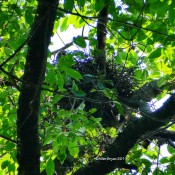 Broad-winged Hawk nest in Cranesville Swamp Preserve, WV