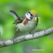 Chesnut-sided Warbler, female, with food at Cranesville Swamp Preserve, WV