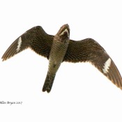 Common Nighthawks over Frederick County, Virginia