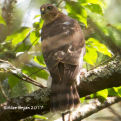 Immature Cooper's Hawk, one of two observed on same branch, at Cranesville Swamp Preserve, WV