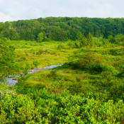Dolly Sods scenic view
