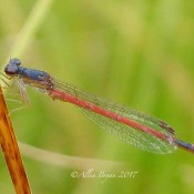 Eastern Red Damsel at Dolly Sods, WV