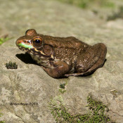 Green Frog in Clarke County, Va.