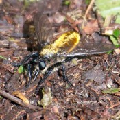 Robber Fly, laphria sericea, from Cranesville Swamp Preserve, WV