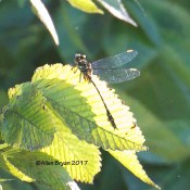 Apparent Laura's Clubtail from Tucker Park in Goochland County, Va.
