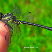 Northern Pygmy Clubtail, Dolly Sods, WV