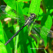 Northern Pygmy Clubtail, Dolly Sods, WV