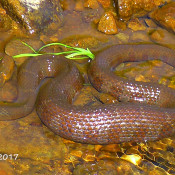 Northern Watersnake in Dolly Sods, WV