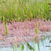 Spatulate-leaved Sundew (Drosera intermedia) @ Cranesville Swamp