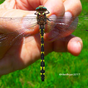 Brown Spiketail at Dolly Sods, WV