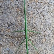 Walking Stick in Hampshire County, WV
