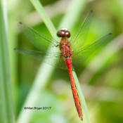 White-faced Meadowhawk, male, at Cranesville Swamp Preserve, WV