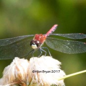 White-faced Meadowhawk at Cranesville Swamp Natural Area