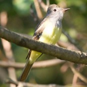 Great Crested Flycatcher in Charles City County, Va.