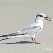 Least Tern from Cape Lookout, N.C.