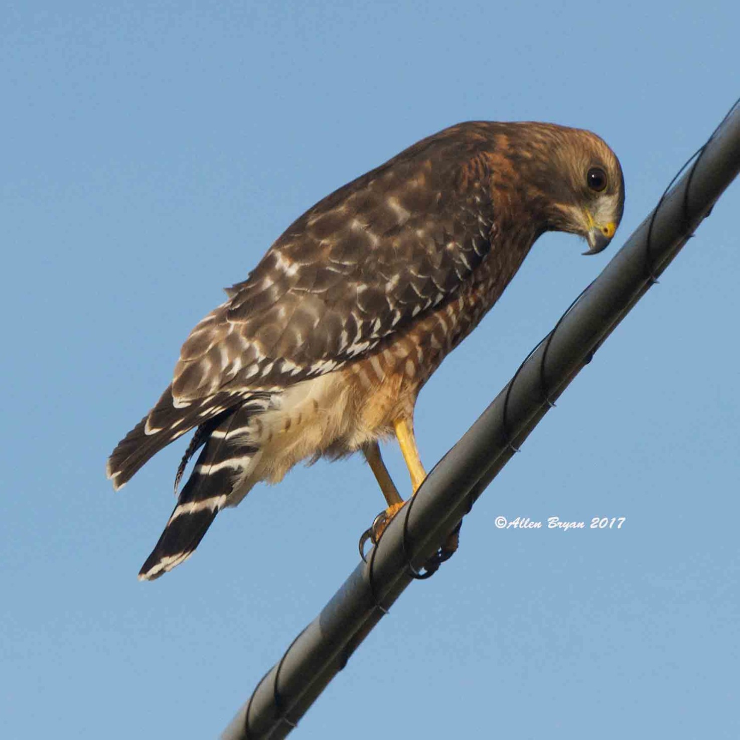 Red-shouldered Hawk in Jefferson County, WVa