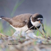 Semipalmated Plover with next snack, Carteret County, N.C.