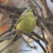Orange-crowned Warbler in the City of Hopewell, Va.