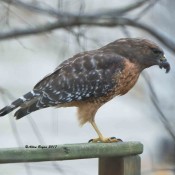 Red-shouldered Hawk finishing off squirrel in my backyard