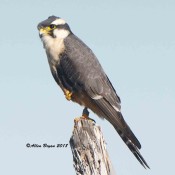 Aplomado Falcon near Brownsville, Texas