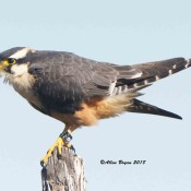 Aplomado Falcon near Brownsville, Texas